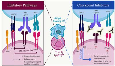 PD-1/PD-L Axis in Neuroinflammation: New Insights